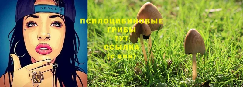 Галлюциногенные грибы Magic Shrooms  Малоархангельск 